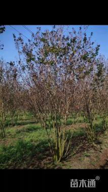 高度300厘米丛生紫薇