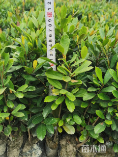 高度30厘米小叶蚊母