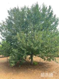 14公分欧洲白桦