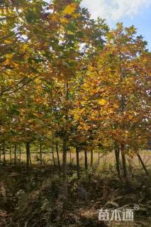 10公分杂交马褂木