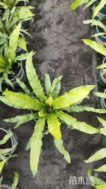 高度15厘米鸟巢蕨