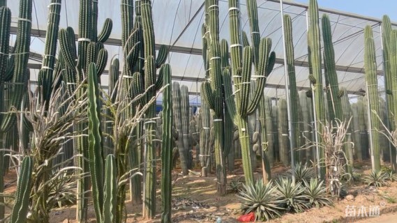 高度150厘米仙人柱