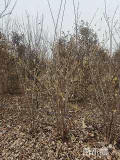 高度250厘米丛生蜡梅