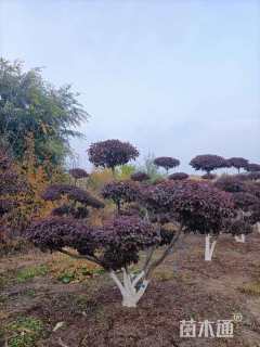 3公分造型红叶李