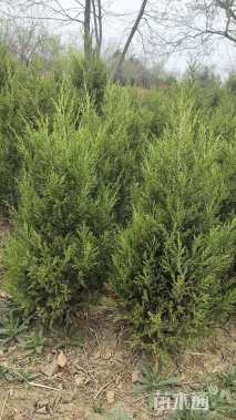 高度80厘米蜀桧