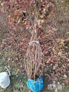 高度180厘米丛生黄栌