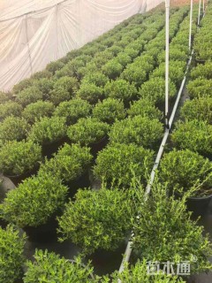 高度20厘米满天星