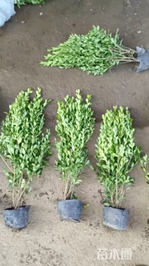 高度75厘米瓜子黄杨