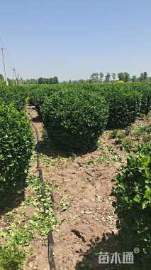 冠幅80厘米卫矛球