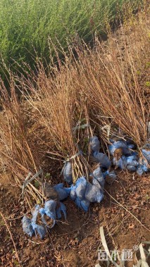 高度100厘米金叶风箱果