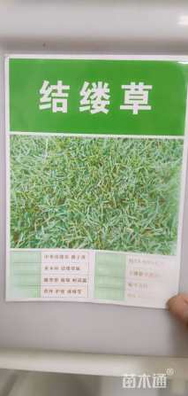 结缕草种子