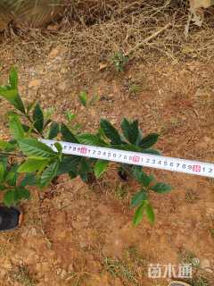 高度40厘米大叶栀子