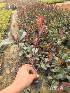 0.01公分红叶石楠