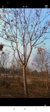 25公分黄山栾树