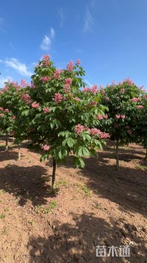 8公分红花七叶树