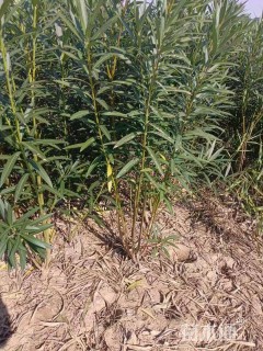 高度160厘米夹竹桃