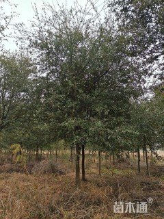 12公分弗吉尼亚栎