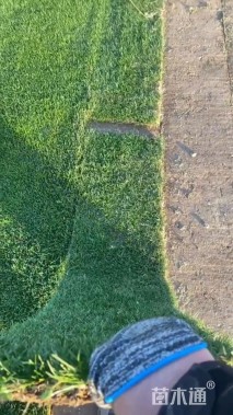 草毯状百慕大草