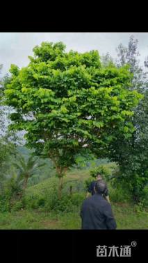 20公分红花羊蹄甲