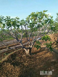 高度300厘米无花果