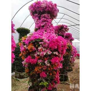 高度30厘米红背桂