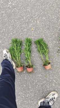 高度25厘米黄金菊