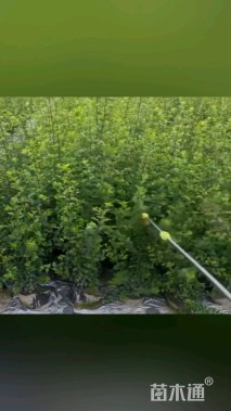 高度25厘米小叶女贞