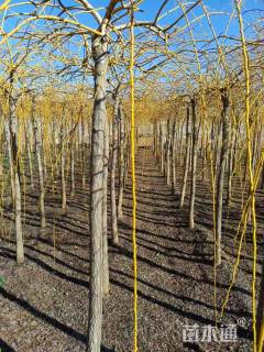 9公分金枝龙爪槐