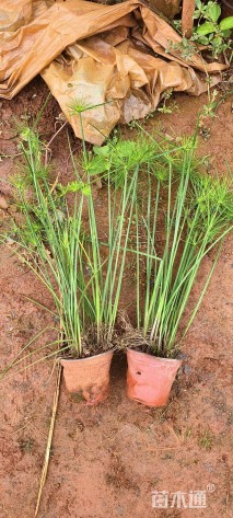 高度30厘米纸莎草