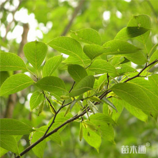 高度50厘米杜仲