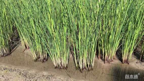 高度50厘米芦苇