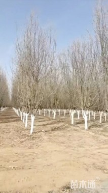 12公分西府海棠