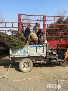 高度200厘米侧柏