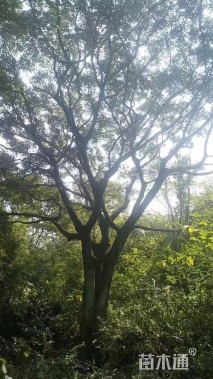 100公分(3杆)丛生朴树