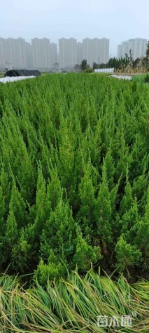 高度40厘米龙柏