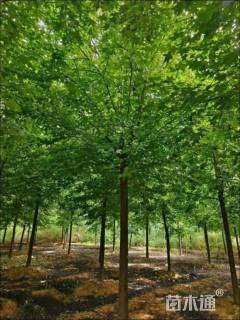 12公分北美枫香