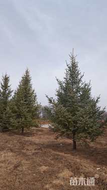 高度600厘米青海云杉
