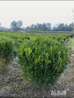 冠幅80厘米瓜子黄杨球