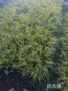 高度20厘米菖蒲