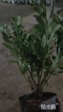 高度50厘米小叶栀子