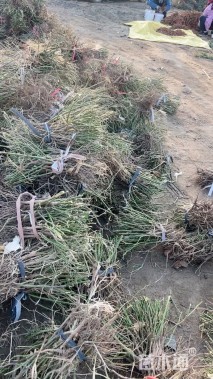 高度40厘米大花月季