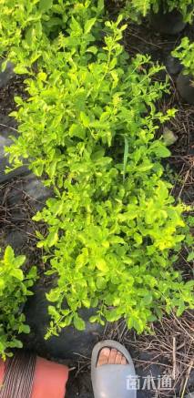 高度30厘米蓝雪花