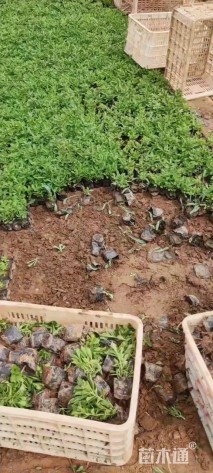 高度10厘米三七景天