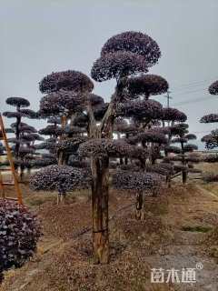 20公分造型红花继木桩