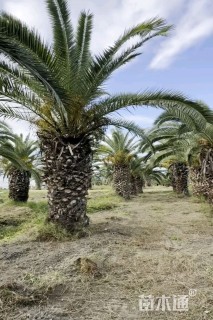 裸干高2厘米中东海枣