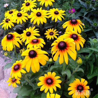 高度50厘米黑心菊