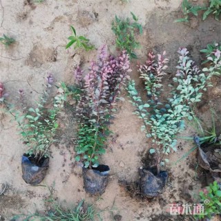 高度52厘米紫叶小檗