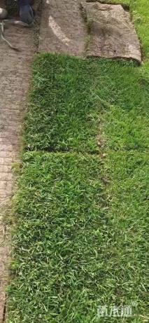 混播黑麦草