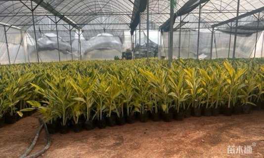 高度40厘米花叶良姜