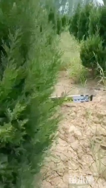 高度140厘米桧柏